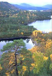 Scots pines (Pinus sylvestris) and birches (Betula spp.) overlooking Loch Beinn a' Mheadhoin in autumn in the Caledonian Forest, Glen Affric National Nature Reserve, Scotland